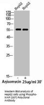 Phospho-XIAP (S87) Antibody