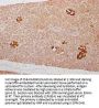 GCG Antibody