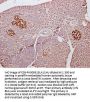 GCG Antibody