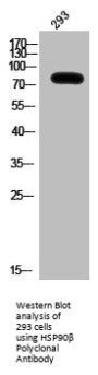 HSP90AB1 Antibody
