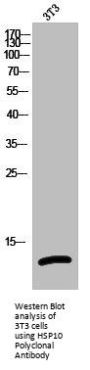 HSPE1 Antibody