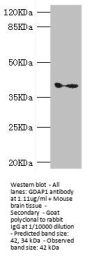 GDAP1 Antibody