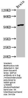 GDF10 Antibody