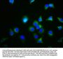 GDF5 Antibody