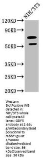 GDF5 Antibody