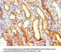 GEM Antibody