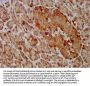 GEMIN4 Antibody