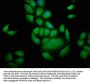 GEMIN4 Antibody