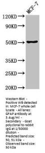 gfap Antibody