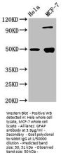 GFAP Antibody