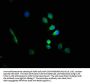 GFAP Antibody