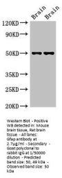 Gfap Antibody