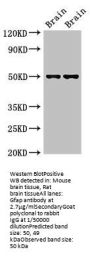 Gfap Antibody
