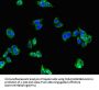 GFRA2 Antibody