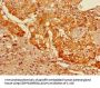 GFRA3 Antibody