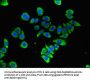 GFRA3 Antibody