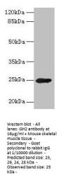 GH2 Antibody