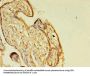 GH2 Antibody