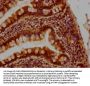 GIP Antibody