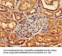 GIPC1 Antibody