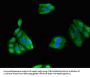 GIPC1 Antibody