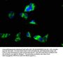 GJC1 Antibody