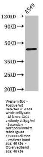 GJC1 Antibody