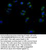 GJC1 Antibody