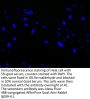 GJC1 Antibody