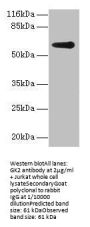 GK2 Antibody