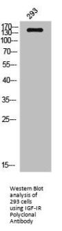 IGF1R Antibody