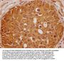 GLI2 Antibody