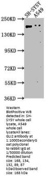 GLI2 Antibody