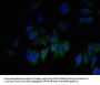 GLIPR1 Antibody