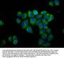 GLRB Antibody