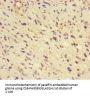 GLUL Antibody