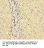 GLUL Antibody