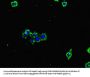 GLUL Antibody
