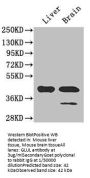 GLUL Antibody