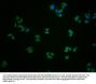 GLYCTK Antibody