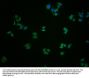 GLYCTK Antibody