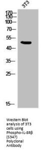 Phospho-CXCR2 (S347) Antibody