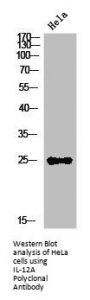 IL-12A Polyclonal Antibody