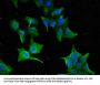 GNAT1 Antibody