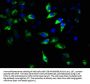 GNAT2 Antibody