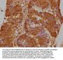 GNAT3 Antibody