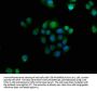 GNAT3 Antibody