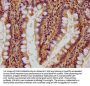 RACK1 Antibody