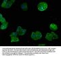 RACK1 Antibody