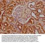 GNG2 Antibody